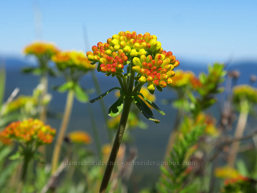 sulphur-flower buckwheat (Eriogonum umbellatum) [Grassy Knoll Trail, Gifford Pinchot National Forest, Skamania County, Washington]