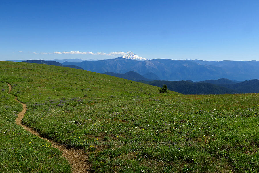 Mount Hood & Grassy Knoll [Grassy Knoll Trail, Gifford Pinchot National Forest, Skamania County, Washington]