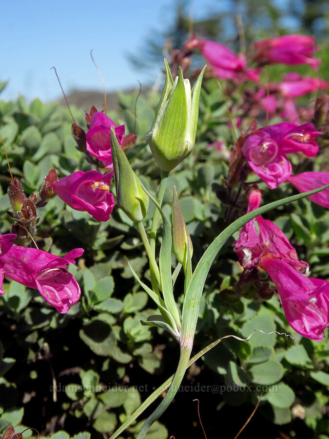 mariposa lily & penstemon (Calochortus subalpinus, Penstemon rupicola) [Grassy Knoll Trail, Gifford Pinchot National Forest, Skamania County, Washington]