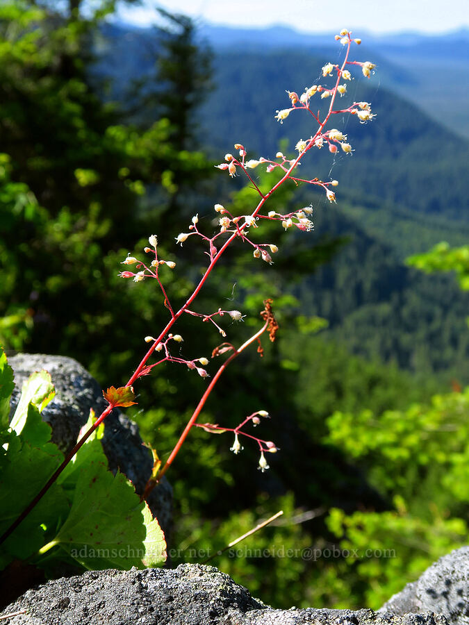 alpine alumroot (Heuchera glabra) [Grassy Knoll Trail, Gifford Pinchot National Forest, Skamania County, Washington]
