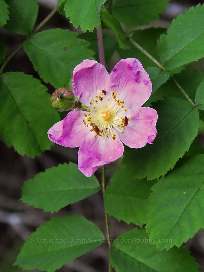 bald-hip rose (Rosa gymnocarpa) [Grassy Knoll Trail, Gifford Pinchot National Forest, Skamania County, Washington]