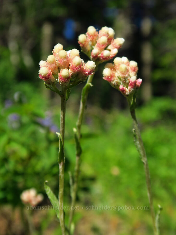 rosy pussy-toes (Antennaria rosea (Antennaria microphylla)) [Grassy Knoll Trail, Gifford Pinchot National Forest, Skamania County, Washington]