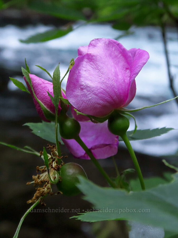 wild rose (Rosa sp.) [Spirit Falls, Skamania County, Washington]