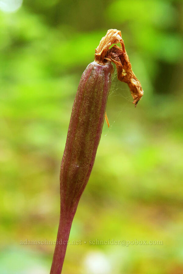 fairy-slipper orchid seed-pod (Calypso bulbosa) [Horse Rock Ridge Trail, Linn County, Oregon]