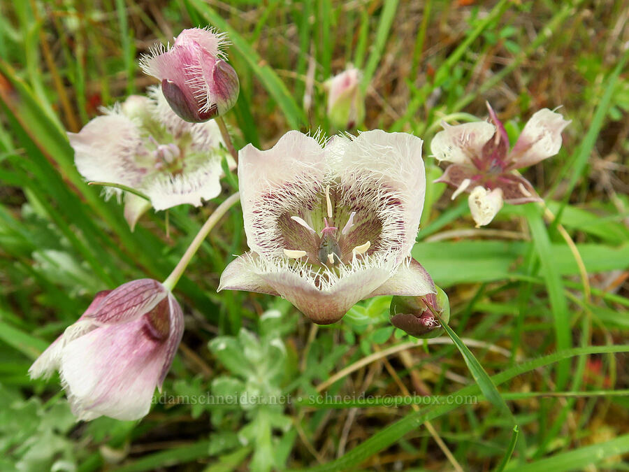 Tolmie's mariposa lilies (Calochortus tolmiei) [Horse Rock Ridge, Linn County, Oregon]