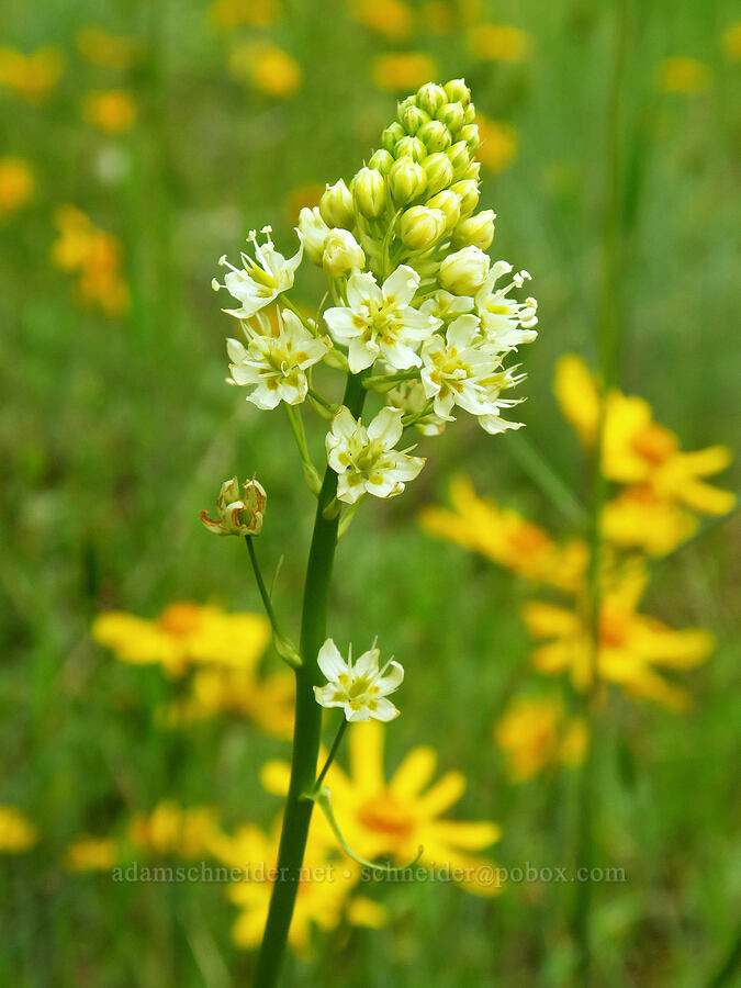 death-camas & Oregon sunshine (Toxicoscordion venenosum (Zigadenus venenosus), Eriophyllum lanatum) [Horse Rock Ridge, Linn County, Oregon]