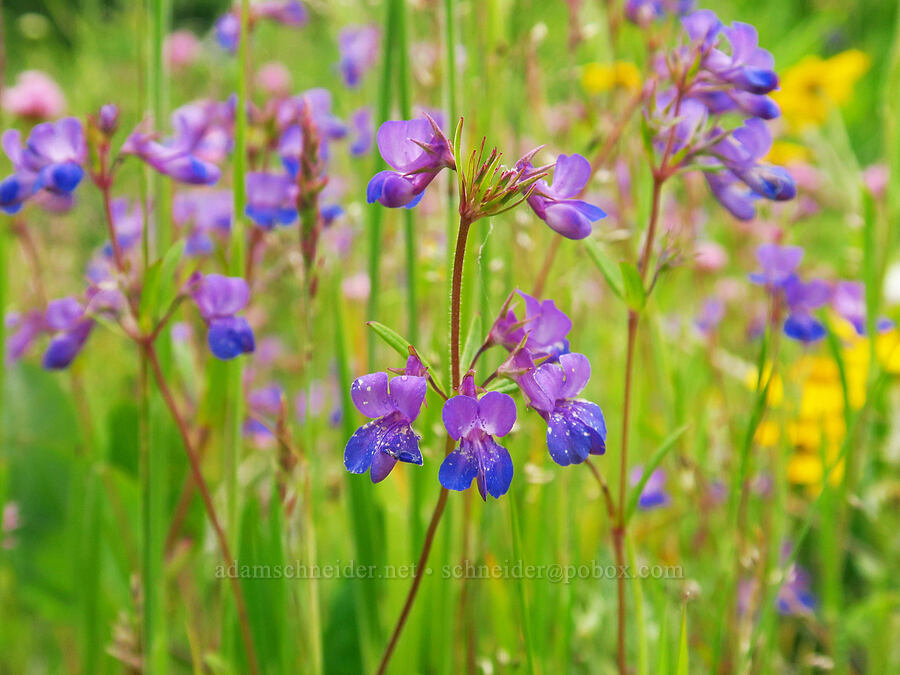large-flowered blue-eyed-Mary, unusually purple (Collinsia grandiflora) [Horse Rock Ridge, Linn County, Oregon]