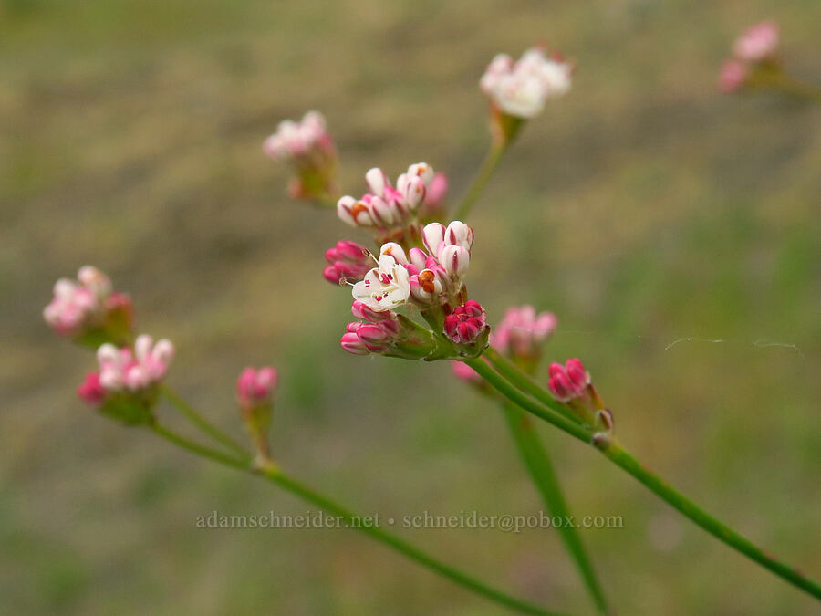 bare-stem buckwheat (Eriogonum nudum) [Horse Rock Ridge, Linn County, Oregon]