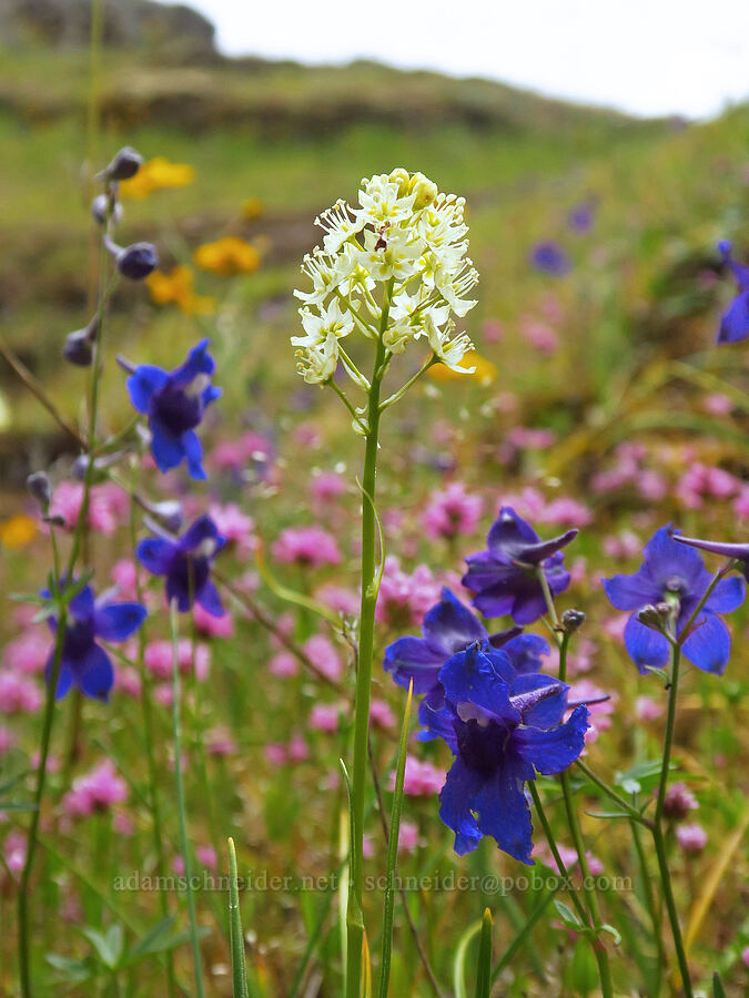 wildflowers (Toxicoscordion venenosum (Zigadenus venenosus), Delphinium menziesii, Plectritis congesta) [Horse Rock Ridge, Linn County, Oregon]
