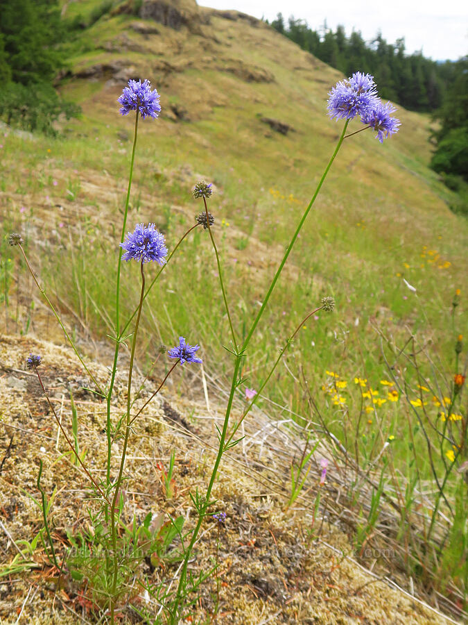 blue-head gilia (Gilia capitata) [Horse Rock Ridge, Linn County, Oregon]