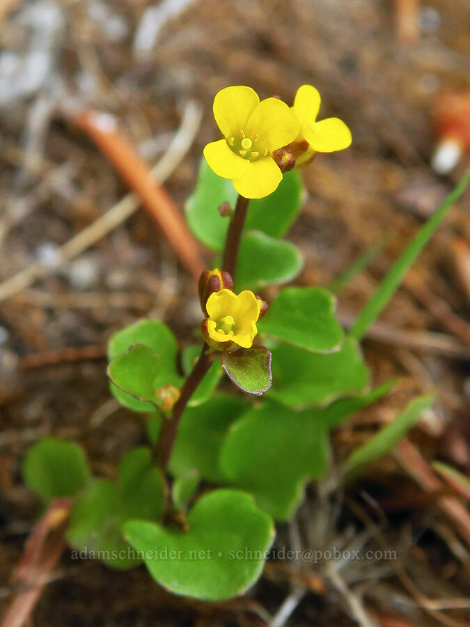tiny flower in the mustard family [Horse Rock Ridge, Linn County, Oregon]