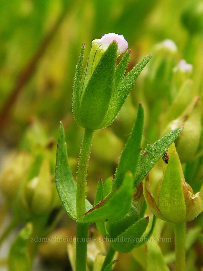 bractless hedge-hyssop (Gratiola ebracteata) [Horse Rock Ridge, Linn County, Oregon]