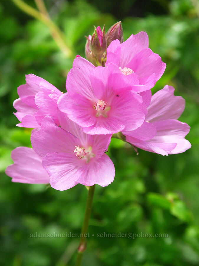 rose checker-mallow (Sidalcea virgata (Sidalcea malviflora ssp. virgata)) [Horse Rock Ridge, Linn County, Oregon]