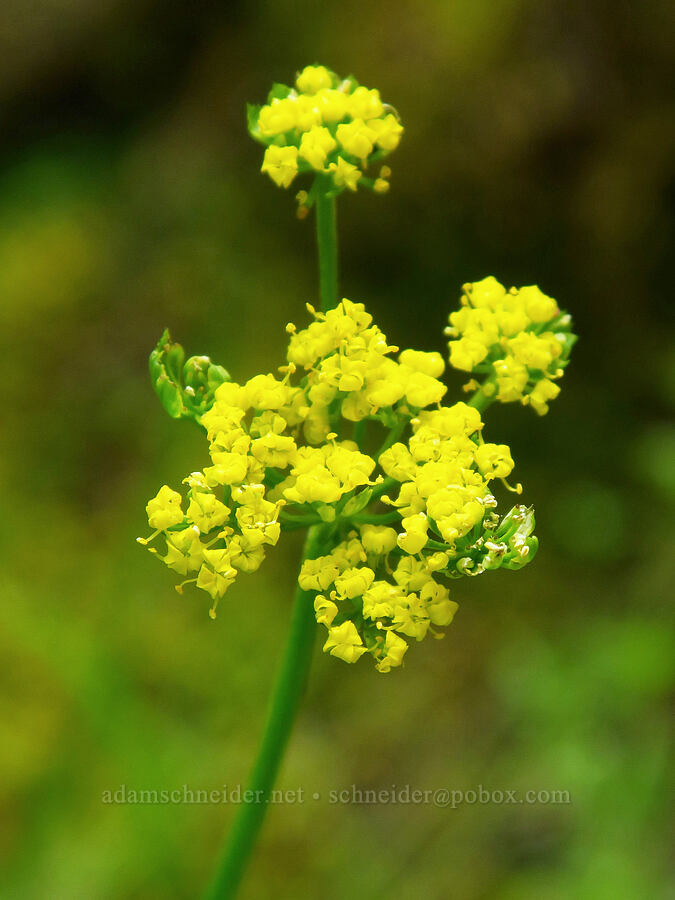 common desert parsley (spring gold) (Lomatium utriculatum) [Horse Rock Ridge, Linn County, Oregon]