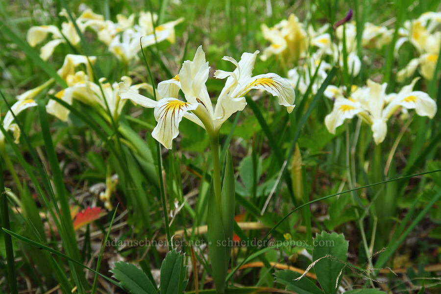yellow-leaf iris (Iris chrysophylla) [Horse Rock Ridge, Linn County, Oregon]