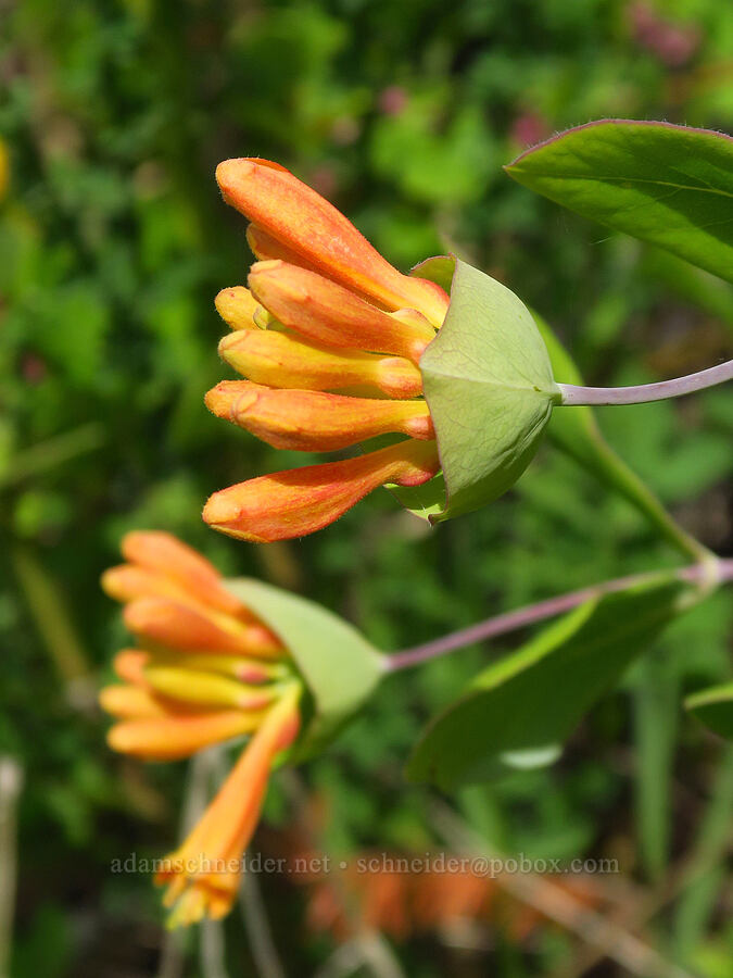 orange honeysuckle, budding (Lonicera ciliosa) [Horse Rock Ridge, Linn County, Oregon]