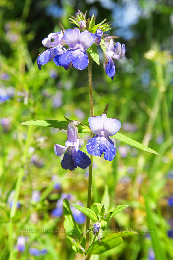 large-flowered blue-eyed-Mary (Collinsia grandiflora) [Horse Rock Ridge, Linn County, Oregon]