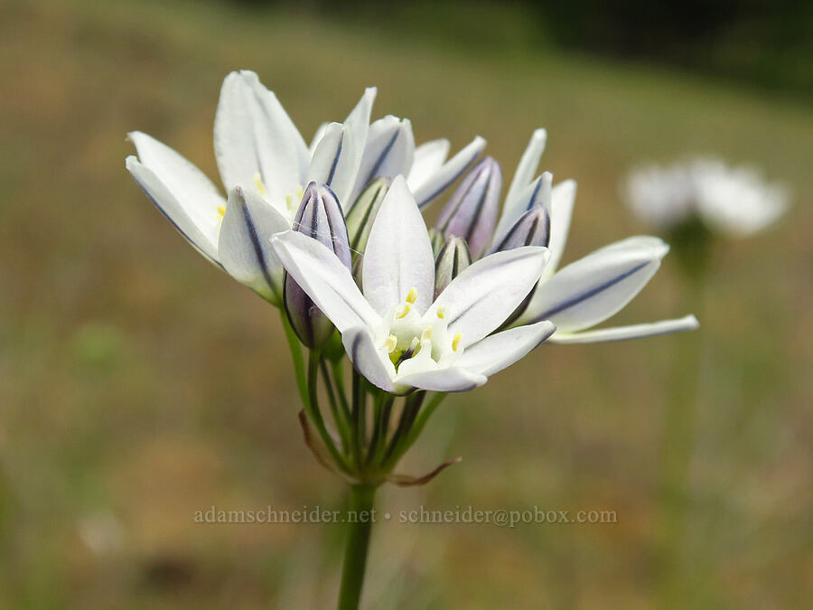 white brodiaea (Triteleia hyacinthina (Brodiaea hyacinthina)) [Horse Rock Ridge, Linn County, Oregon]