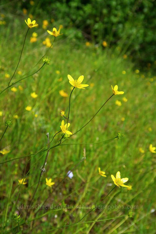 buttercups (Ranunculus occidentalis) [Horse Rock Ridge, Linn County, Oregon]