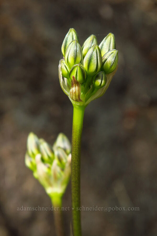white brodiaea, budding (Triteleia hyacinthina (Brodiaea hyacinthina)) [Horse Rock Ridge, Linn County, Oregon]