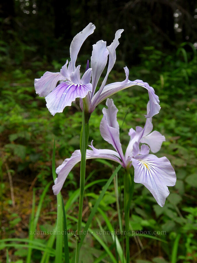 Oregon iris (Iris tenax) [Horse Rock Ridge Road, Linn County, Oregon]