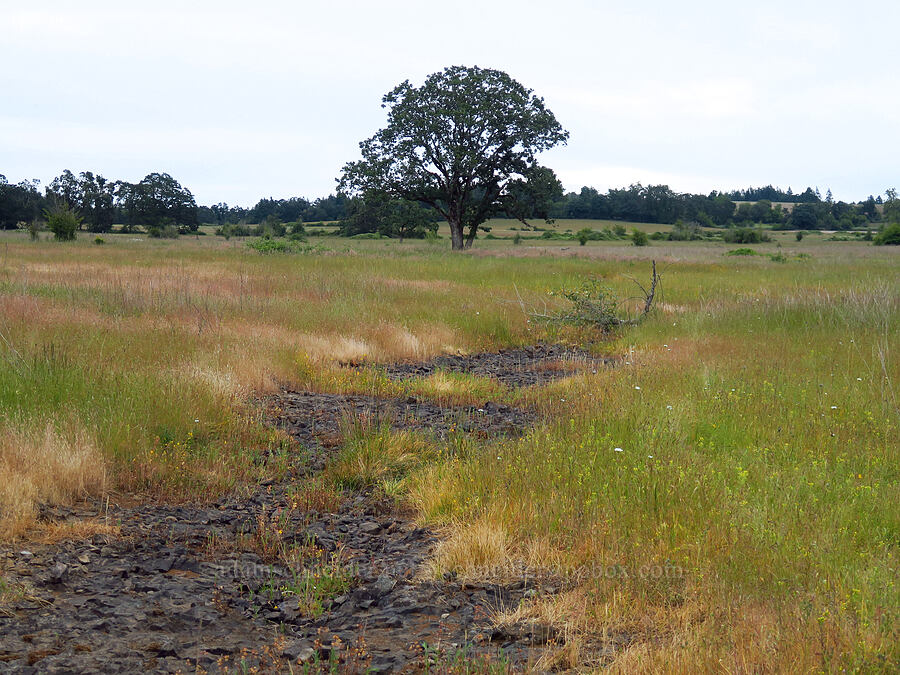 dried-up creek & oak tree [Kingston Prairie Preserve, Linn County, Oregon]