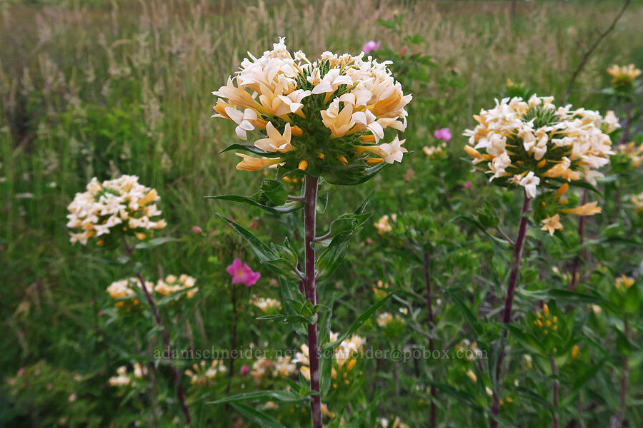 grand collomia (Collomia grandiflora) [Kingston-Jordan Road, Linn County, Oregon]
