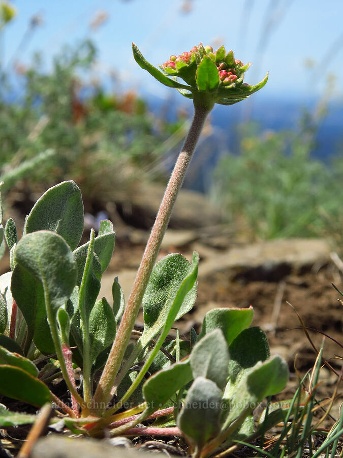 sulphur-flower buckwheat (Eriogonum umbellatum) [Lookout Mountain Trail, Ochoco National Forest, Crook County, Oregon]