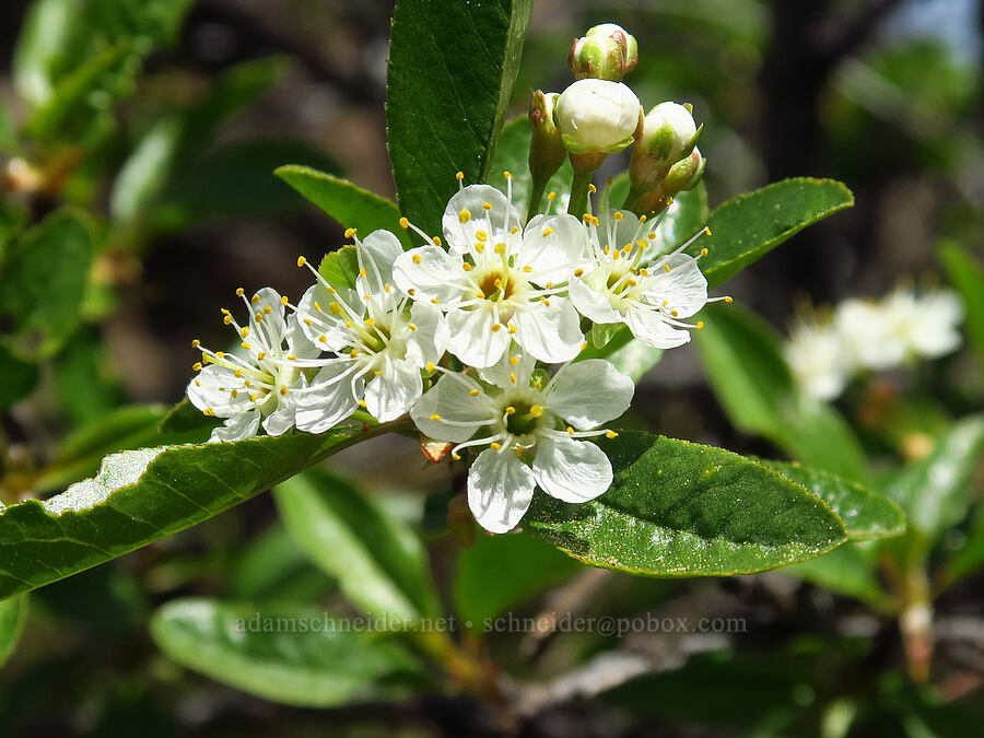 bitter cherry flowers (Prunus emarginata) [Lookout Mountain Trail, Ochoco National Forest, Crook County, Oregon]