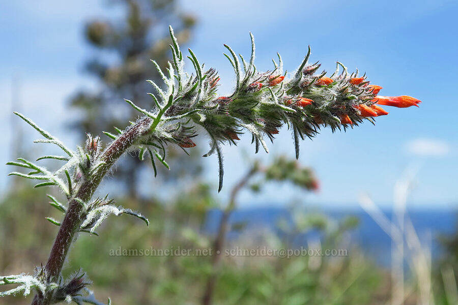 scarlet gilia, budding (Ipomopsis aggregata) [Lookout Mountain Trail, Ochoco National Forest, Crook County, Oregon]
