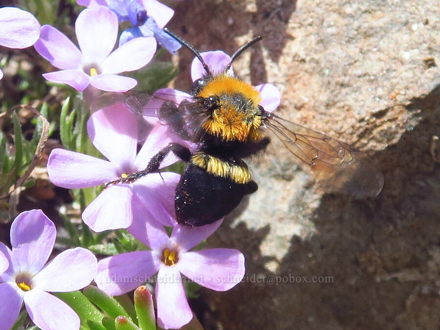 mourning/cuckoo bee on Hood's phlox (Melecta pacifica, Phlox hoodii) [Lookout Mountain Trail, Ochoco National Forest, Crook County, Oregon]