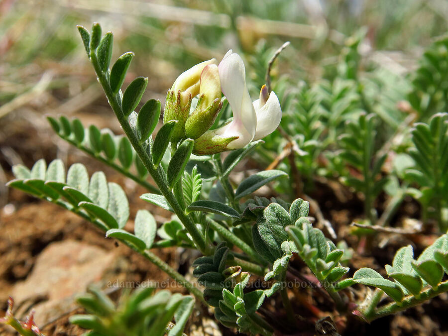 balloon-pod milk-vetch flowers (Astragalus whitneyi var. sonneanus) [Lookout Mountain Trail, Ochoco National Forest, Crook County, Oregon]
