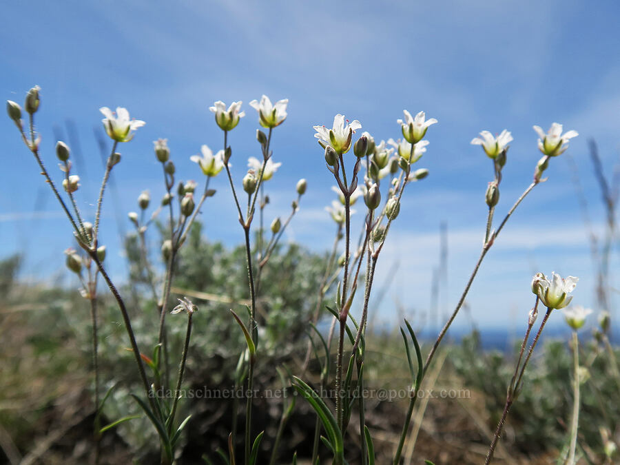 mountain sandwort (Eremogone capillaris (Arenaria capillaris)) [Lookout Mountain, Ochoco National Forest, Crook County, Oregon]