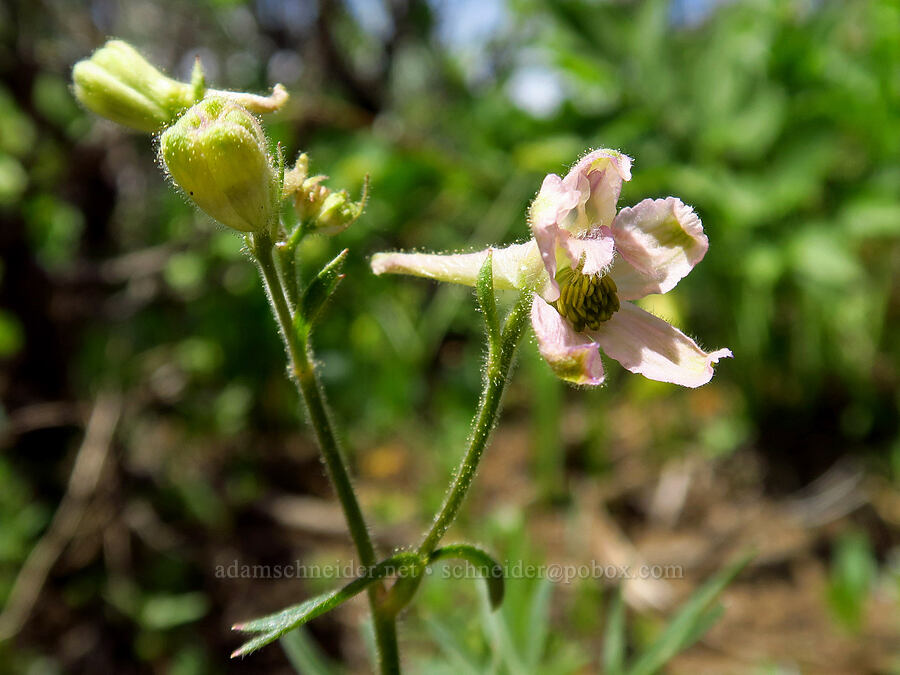 pink larkspur (Delphinium sp.) [Lookout Mountain, Ochoco National Forest, Crook County, Oregon]