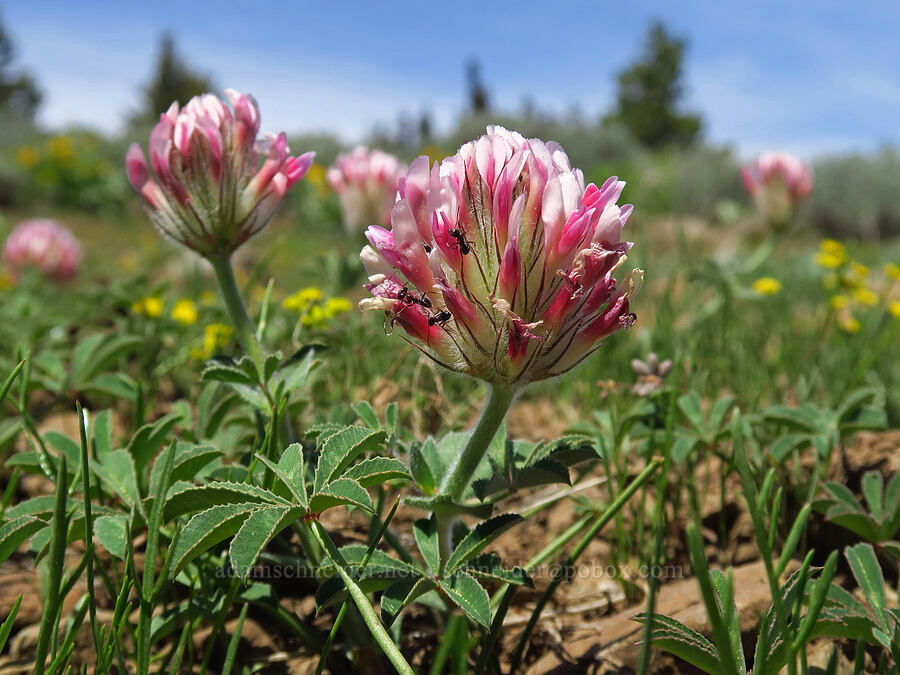 big-head clover (Trifolium macrocephalum) [Lookout Mountain, Ochoco National Forest, Crook County, Oregon]