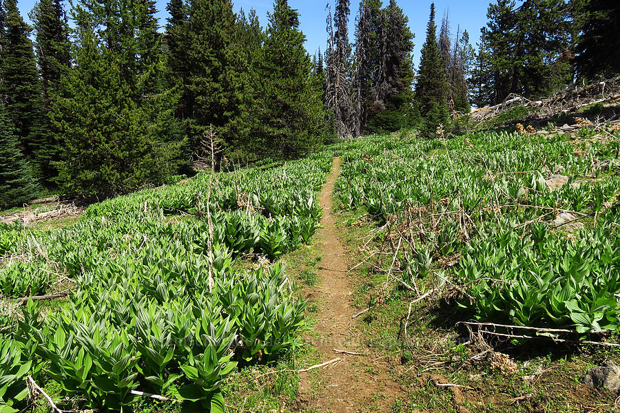 field of corn lilies (Veratrum californicum var. californicum) [Independent Mine Trail, Ochoco National Forest, Crook County, Oregon]