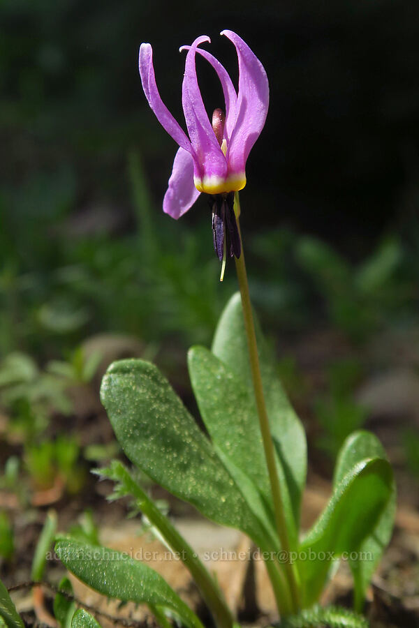 desert shooting star (Dodecatheon conjugens (Primula conjugens)) [Independent Mine Trail, Ochoco National Forest, Crook County, Oregon]