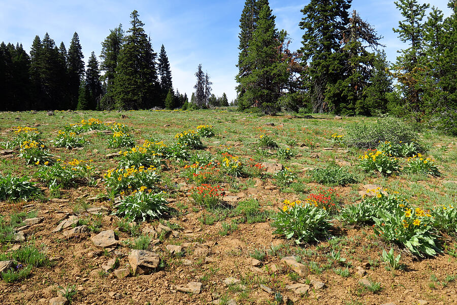 wildflowers (Balsamorhiza sagittata, Castilleja sp., Delphinium nuttallianum) [Independent Mine Trail, Ochoco National Forest, Crook County, Oregon]