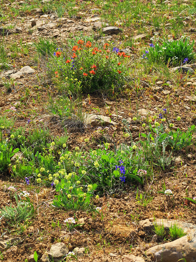 wildflowers (Lomatium nudicaule, Delphinium nuttallianum, Castilleja sp., Allium tolmiei, Antennaria sp.) [Independent Mine Trail, Ochoco National Forest, Crook County, Oregon]