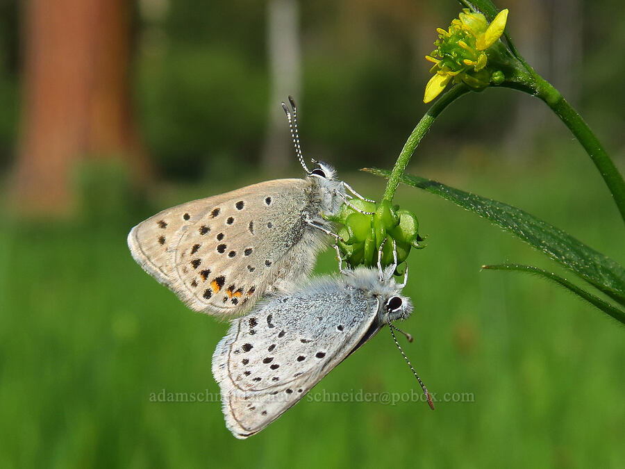 greenish blue butterflies on a woodland buttercup (Icaricia saepiolus (Plebejus saepiolus), Ranunculus uncinatus) [Forest Road 2630, Ochoco National Forest, Wheeler County, Oregon]