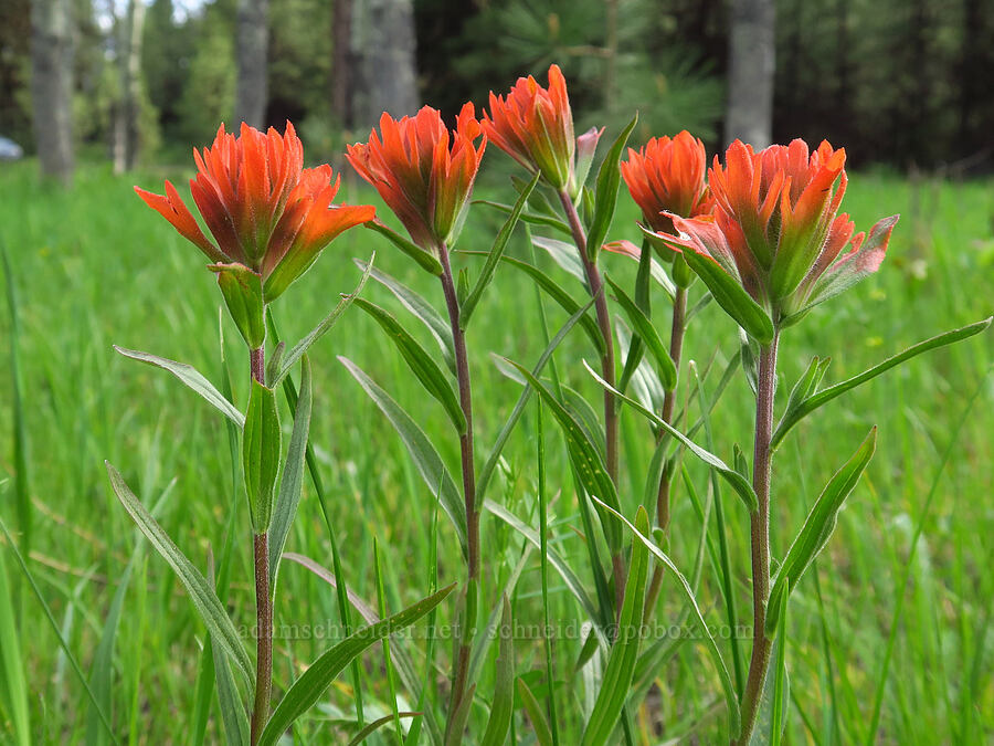 scarlet paintbrush (Castilleja miniata) [Forest Road 2630, Ochoco National Forest, Wheeler County, Oregon]