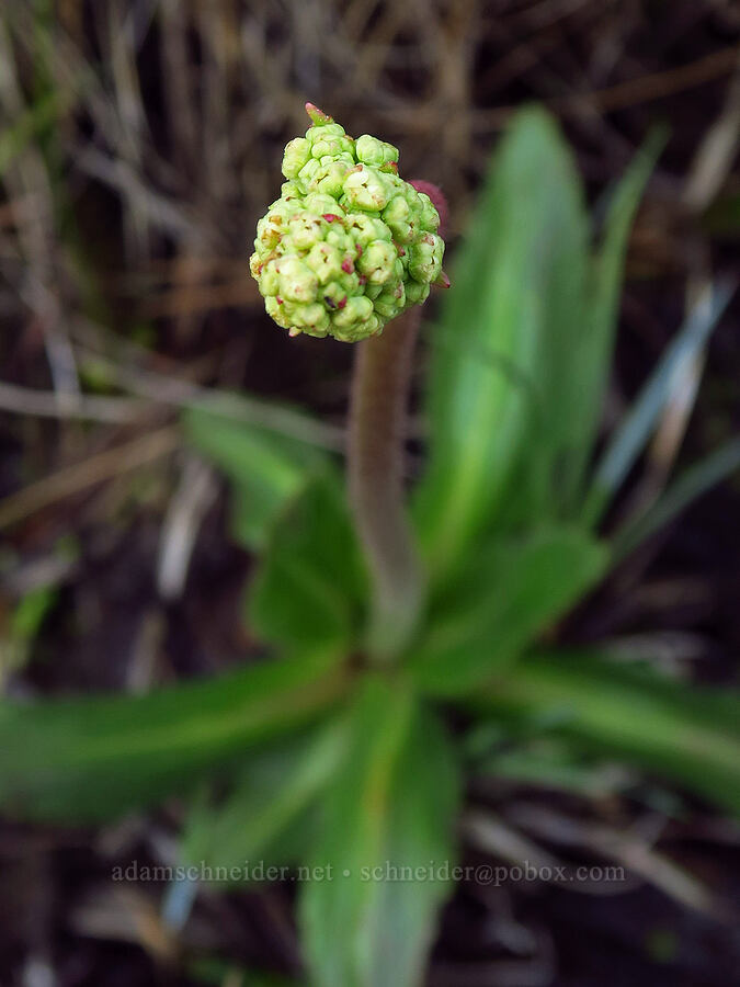 Oregon saxifrage, budding (Micranthes oregana (Saxifraga oregana)) [Bandit Spring, Ochoco National Forest, Crook County, Oregon]