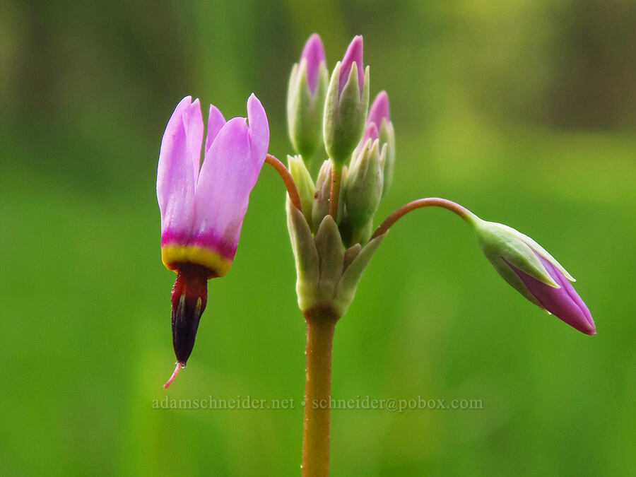 dark-throated shooting star (Dodecatheon pulchellum var. monanthum (Primula pauciflora var. monantha)) [Bandit Spring, Ochoco National Forest, Crook County, Oregon]