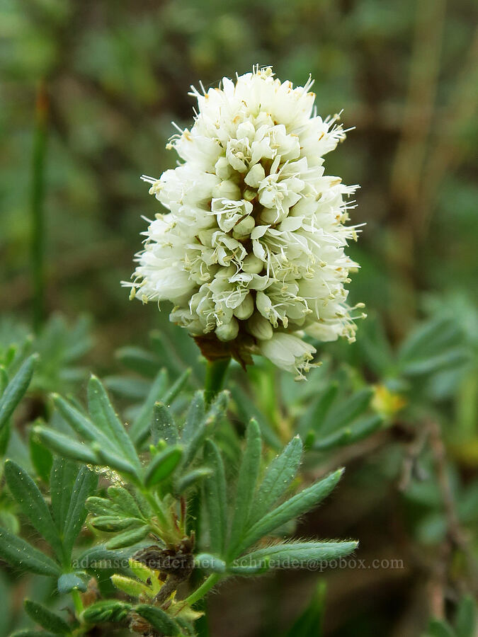 western bistort (Bistorta bistortoides (Polygonum bistortoides)) [Bandit Spring, Ochoco National Forest, Crook County, Oregon]