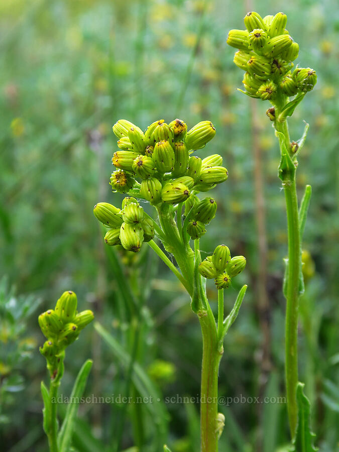 tall groundsel, budding (Senecio hydrophiloides (Senecio foetidus)) [Bandit Spring, Ochoco National Forest, Crook County, Oregon]