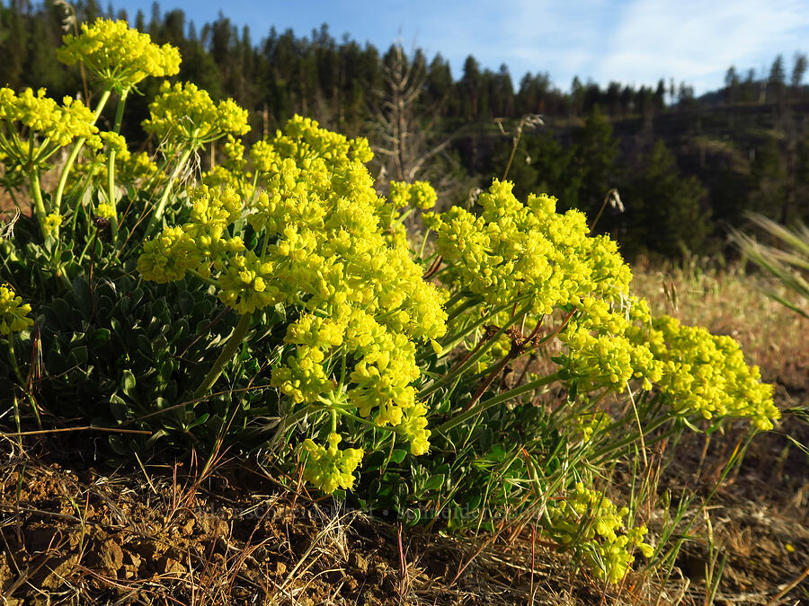 sulphur-flower buckwheat (Eriogonum umbellatum) [U.S. Highway 26, Ochoco National Forest, Wheeler County, Oregon]