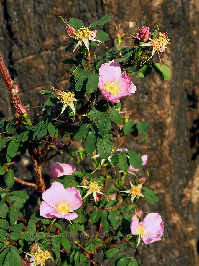 wild roses (Rosa sp.) [U.S. Highway 26, Ochoco National Forest, Wheeler County, Oregon]