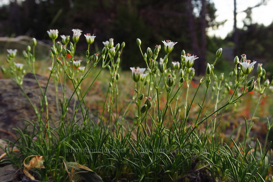 mountain sandwort (Eremogone capillaris (Arenaria capillaris)) [Forest Road 27, Ochoco National Forest, Crook County, Oregon]