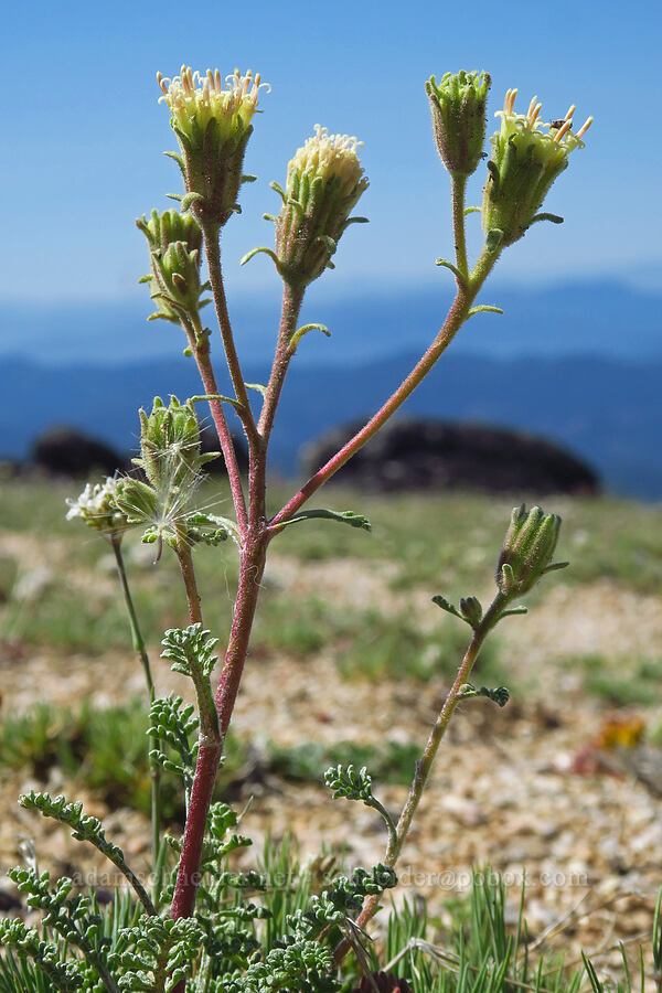 Douglas' pincushion (Chaenactis douglasii) [Mount Ashland, Rogue River-Siskiyou National Forest, Jackson County, Oregon]