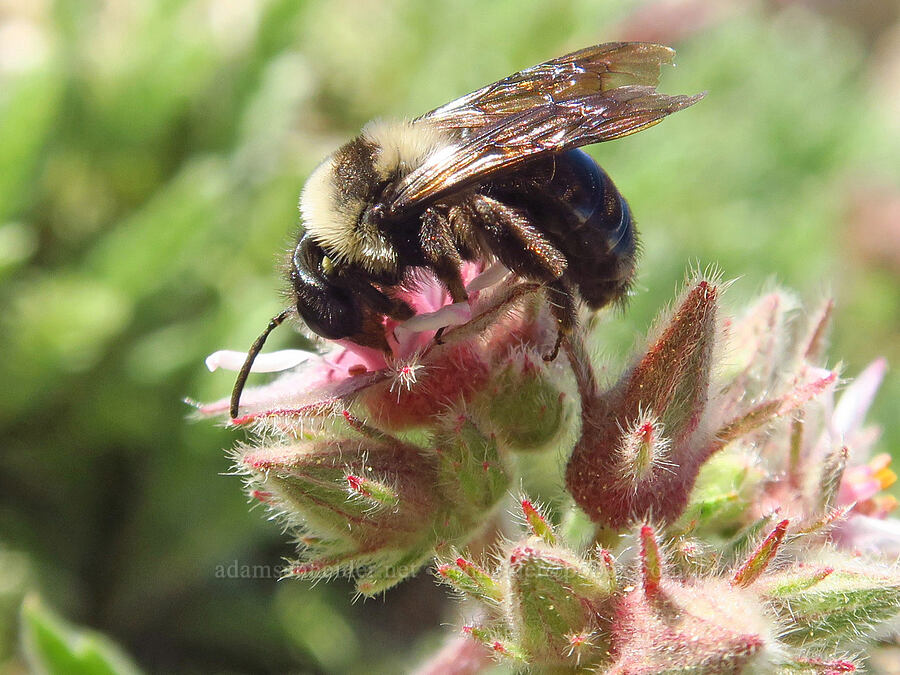 bumblebee on Henderson's horkelia (Bombus sp., Horkelia hendersonii) [Mount Ashland, Rogue River-Siskiyou National Forest, Jackson County, Oregon]
